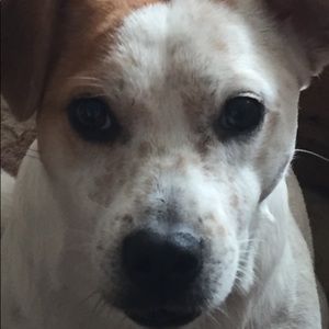 Meet your Posher, Bruce